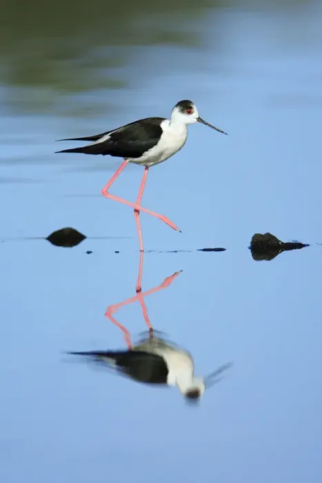 Framed Print : Black-winged Stilt - searching for food, Alentejo, Portugal Framed Print : Black-winged Stilt - searching for food, Alentejo, Portugal