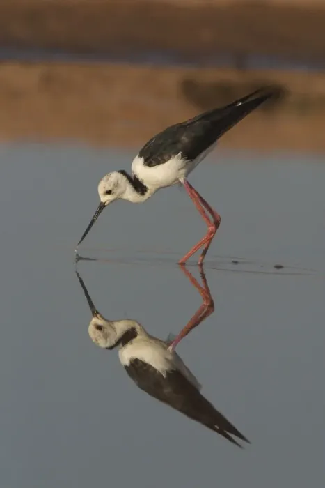 Framed Print : Black-winged Stilt wading at dawn. At a small body of water near Marble Bar in the Pilbara, Western Australia. Found in a wide variety of wetland habitats throughout Australia Framed Print : Black-winged Stilt wading at dawn. At a small body of water near Marble Bar in the Pilbara, Western Australia. Found in a wide variety of wetland habitats throughout Australia