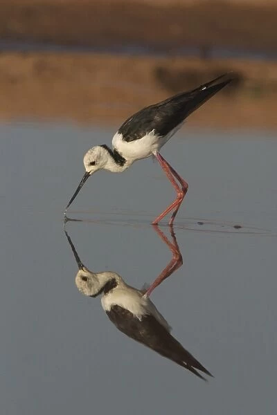 Black-winged Stilt wading at dawn. At a small body of water near Marble Bar in the Pilbara, Western Australia. Found in a wide variety of wetland habitats throughout Australia