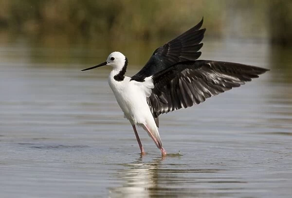 Black-winged Stilt with wings raised Black-winged Stilt  /  Pied Stilt  /  White-headed Stilt. A cosmopolitan species. In Australia widespread wherever there is suitable habitat; shallow freshwater wetlands