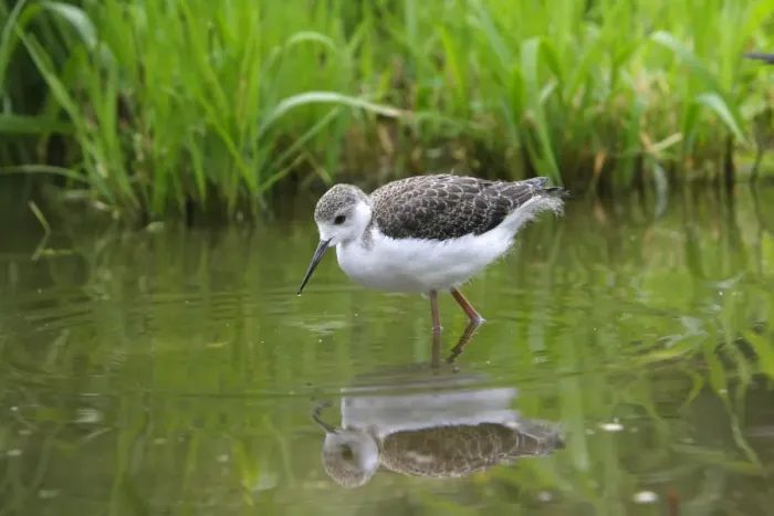 Framed Print : Black-winged Stilt - young. Pensthorpe - Norfolk - UK Framed Print : Black-winged Stilt - young. Pensthorpe - Norfolk - UK