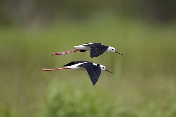 Black-winged Stilts flying Found throughout Australia wherever there are suitable shallow wetlands. At a pond near Mt Barnett, Kimberley, Western Australia
