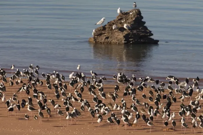 Framed Print : Black-winged Stilts at rest At Roebuck Bay, near Broome, Western Australia
