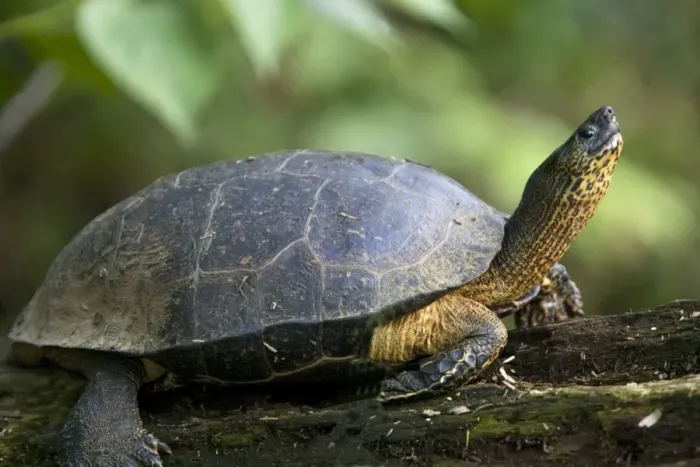 Framed Print : Black Wood Turtle. Costa Rica Framed Print : Black Wood Turtle. Costa Rica