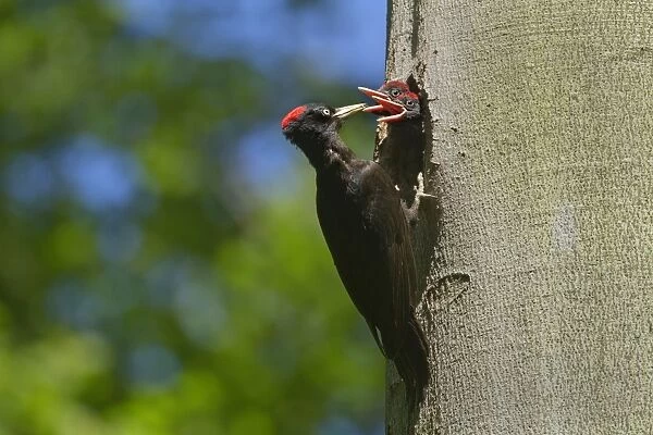 Black Woodpecker - adult feeding chicks at breeding