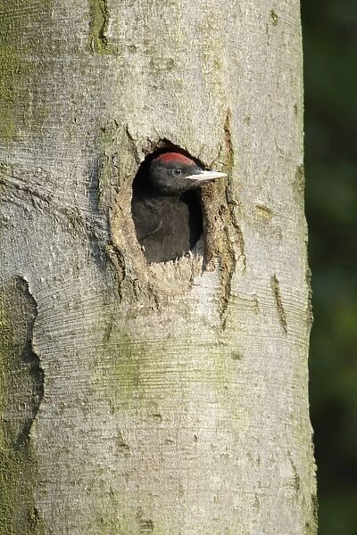 Black Woodpecker - chick at nest entrance, Lower Saxony, Germany