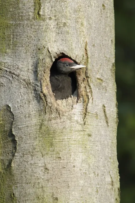 Framed Print : Black Woodpecker - chick at nest entrance, Lower Saxony, Germany Framed Print : Black Woodpecker - chick at nest entrance, Lower Saxony, Germany