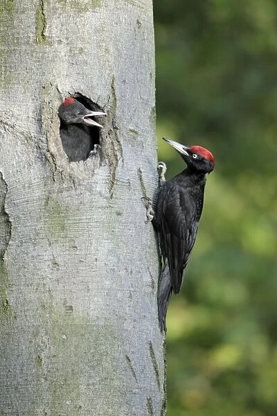 Black Woodpecker - male approaching nest entrance with food begging chick, Lower Saxony, Germany