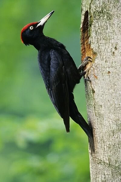 Black Woodpecker - male bird at nest entrance Lower Saxony, Germany