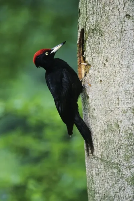Framed Print : Black Woodpecker - male bird at nest entrance Lower Saxony, Germany Framed Print : Black Woodpecker - male bird at nest entrance Lower Saxony, Germany