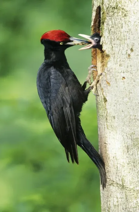 Framed Print : Black Woodpecker - male feeding offspring at nest entrance Framed Print : Black Woodpecker - male feeding offspring at nest entrance