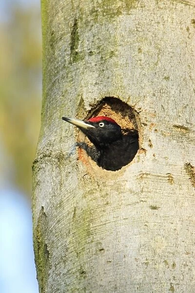 Black Woodpecker - male at nest entrance, Lower Saxony, Germany