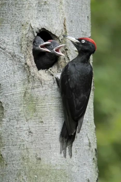 Framed Print : Black Woodpecker - male at nest entrance with 2 chicks begging for food, Lower Saxony, Germany Framed Print : Black Woodpecker - male at nest entrance with 2 chicks begging for food, Lower Saxony, Germany