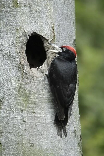 Black Woodpecker - male at nest entrance calling to chicks, Lower Saxony, Germany
