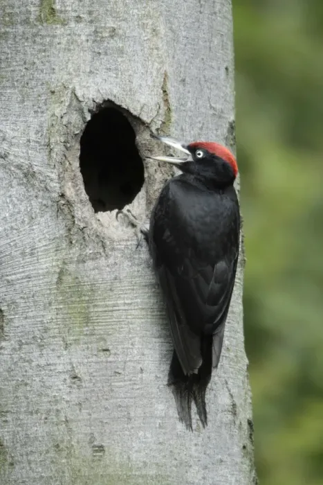 Framed Print : Black Woodpecker - male at nest entrance calling to chicks, Lower Saxony, Germany Framed Print : Black Woodpecker - male at nest entrance calling to chicks, Lower Saxony, Germany