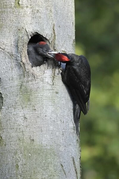 Black Woodpecker - male at nest entrance feeding chick, Lower Saxony, Germany