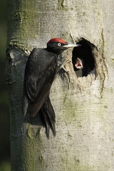 Black Woodpecker - male at nest entrance feeding chick, Lower Saxony, Germany