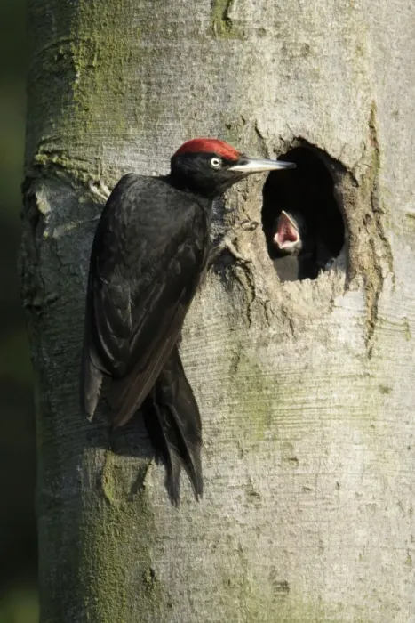 Framed Print : Black Woodpecker - male at nest entrance feeding chick, Lower Saxony, Germany Framed Print : Black Woodpecker - male at nest entrance feeding chick, Lower Saxony, Germany