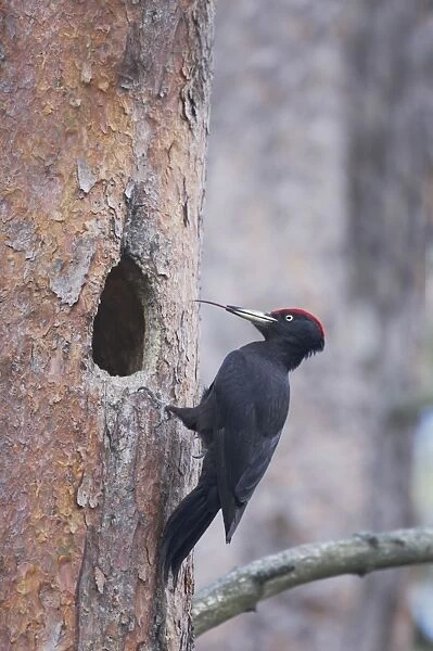 Black Woodpecker - Male at Nest Hole Showing Tongue Dryocopus martius Oulu Region, Finland BI014225