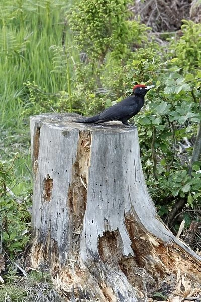 Black Woodpecker - male resting on decaying fir tree stem, after searching for grubs, Lower Saxony, Germany
