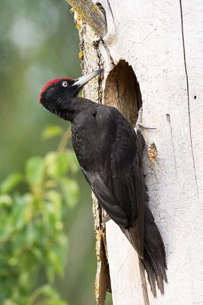 Black woodpecker - at nest hole - Romania