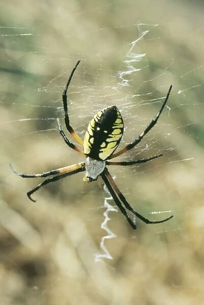 Black & Yellow Arsiope Spider