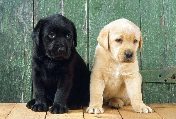 Black & Yellow Labradors - puppies sitting by barn door
