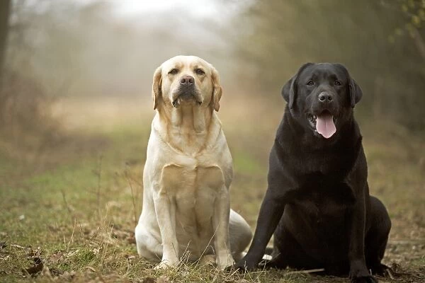 Black and Yellow Labradors - sitting