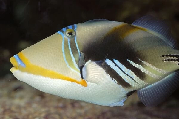 Blackbar Triggerfish  /  Picasso Fish - Tropical coastal lagoons, Indo-Pacific: Red Sea to South Africa, Australia to Hawaii and Japan. Eastern Atlantic: Senegal to South Africa