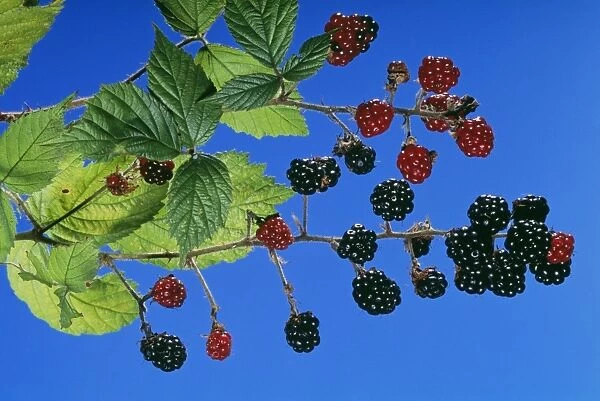 Blackberries  /  Bramble PPG 1055 Rubus fruticosus © Pascal Goetgheluck  /  ARDEA LONDON