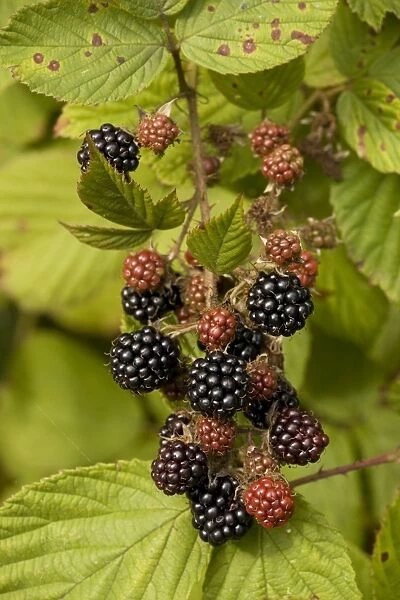 Blackberries in fruit