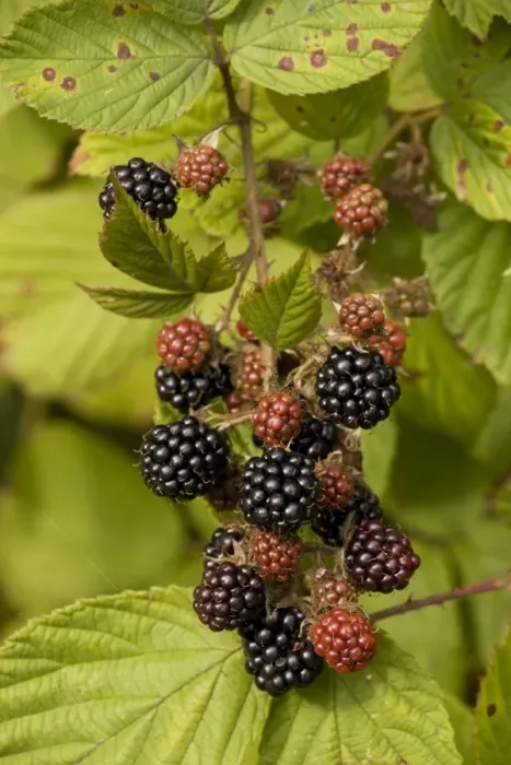 Framed Print : Blackberries in fruit Framed Print : Blackberries in fruit