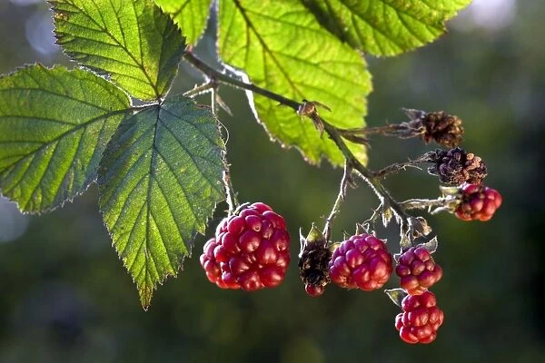 Blackberries - with leaves