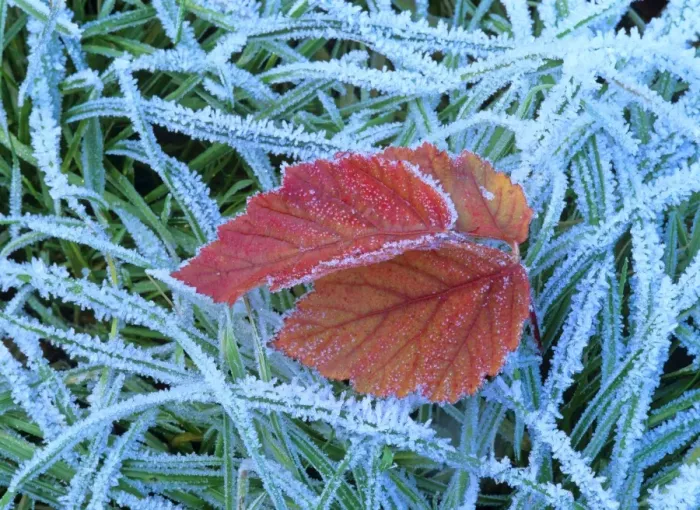 Framed Print : Blackberry leaf in autumn colour amidst frost-covered grass Baden-Wuerttemberg, Germany Framed Print : Blackberry leaf in autumn colour amidst frost-covered grass Baden-Wuerttemberg, Germany