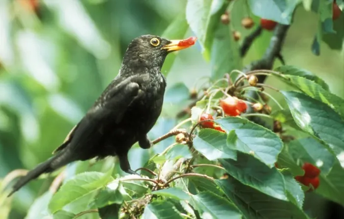 Framed Print : Blackbird ME 1053 Eating cherries Tyto alba © Johan De Meester / ardea. com Framed Print : Blackbird ME 1053 Eating cherries Tyto alba © Johan De Meester / ardea. com