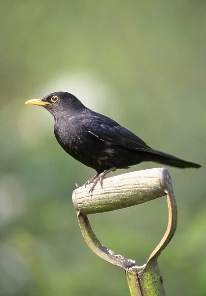 Blackbird. JD-13153. BLACKBIRD - ON SPADE HANDLE