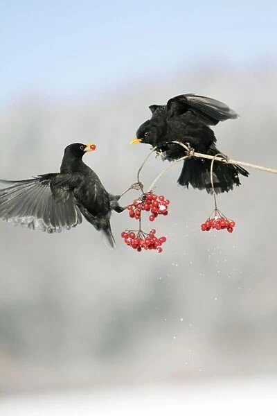 Blackbird - 2 males fighting over Guelder Rose berries in winter, Lower Saxony, Germany