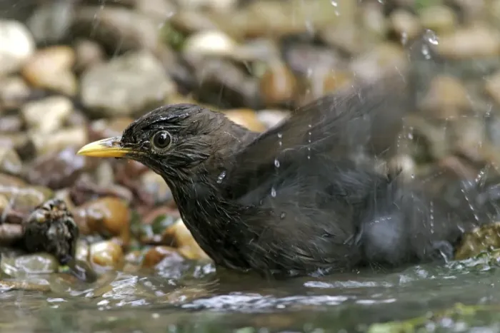 Framed Print : Blackbird - bathing. France Framed Print : Blackbird - bathing. France