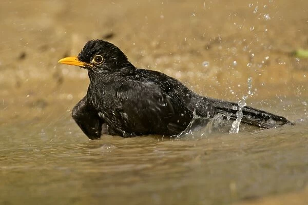 Blackbird bathing in rain puddle flapping it's wings Croatia