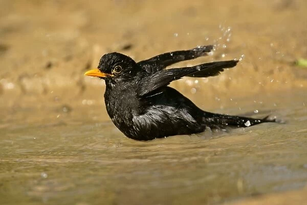 Blackbird bathing in a rain puddle flapping it's wings Croatia