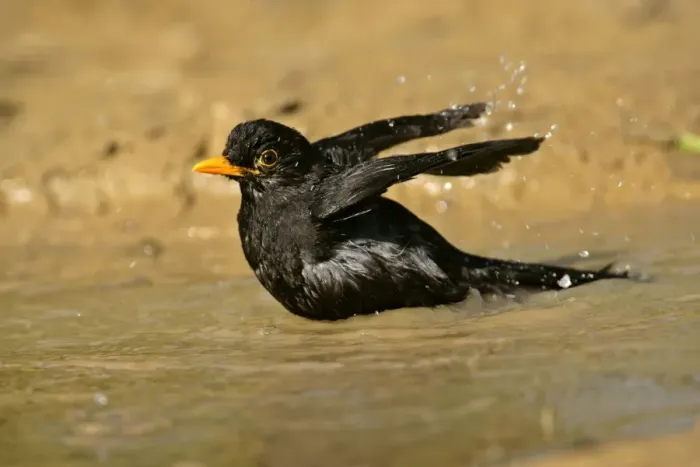 Framed Print : Blackbird bathing in a rain puddle flapping it's wings Croatia Framed Print : Blackbird bathing in a rain puddle flapping it's wings Croatia