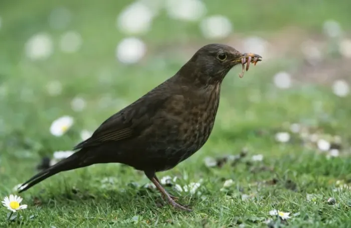 Framed Print : Blackbird CK 3844 Turdus merula © Chris Knights ARDEA LONDON Framed Print : Blackbird CK 3844 Turdus merula © Chris Knights ARDEA LONDON