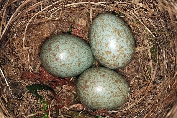 Blackbird - eggs in nest