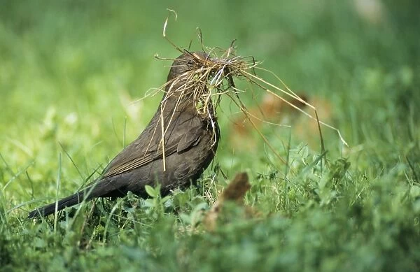 Blackbird - famale gathring nest material