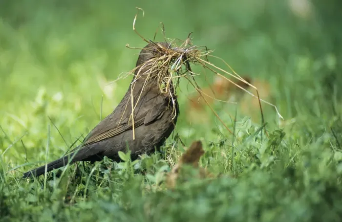 Framed Print : Blackbird - famale gathring nest material