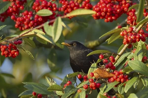 Blackbird - Feeding on Autumn Berries Turdus merula Essex, UK BI015190