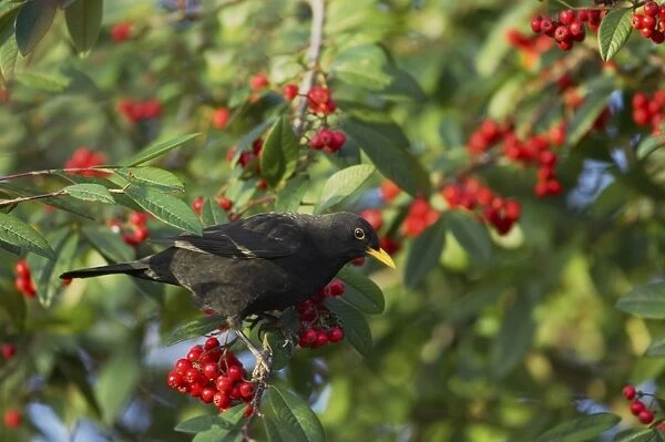 Blackbird - Feeding on Autumn Berries Turdus merula Essex, UK BI015195