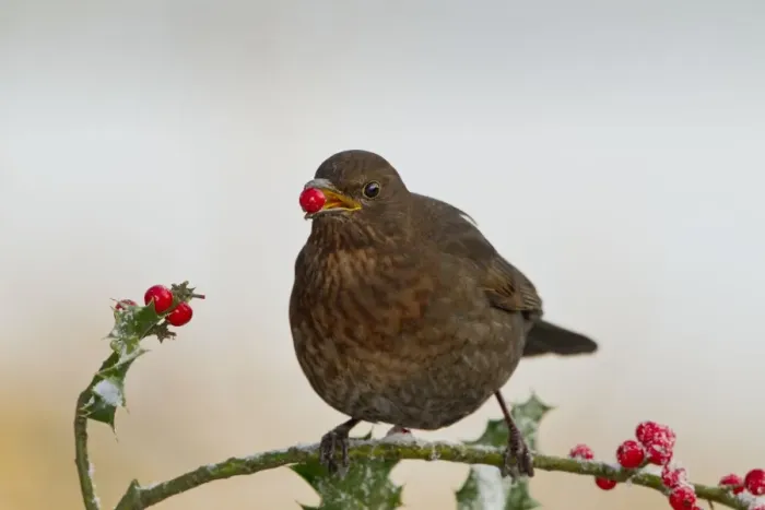 Framed Print : Blackbird - feeding on Holly berries - West Wales UK 11921 Framed Print : Blackbird - feeding on Holly berries - West Wales UK 11921