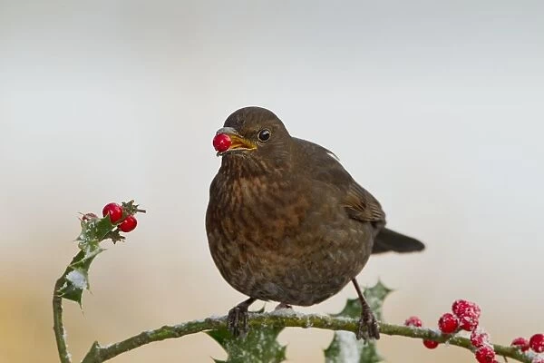 Blackbird - feeding on Holly berries - West Wales UK 11921