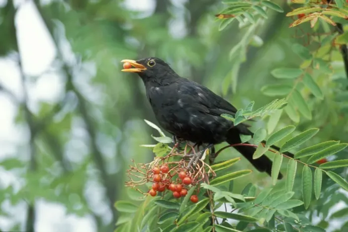 Framed Print : Blackbird Feeding on Rowan berries Framed Print : Blackbird Feeding on Rowan berries